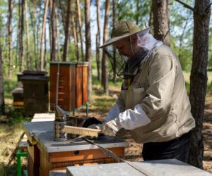 Pszczelarze z Rzeszowa uratowali pasiekę w Wielkopolsce [GALERIA]