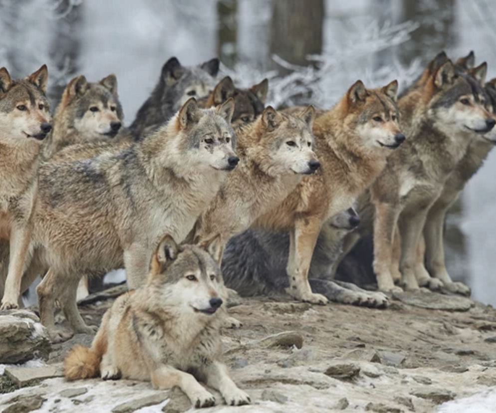 Sfora wilków uciekła z zoo