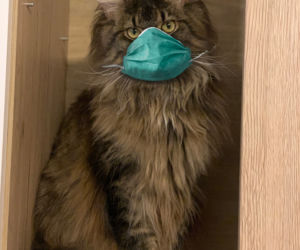 Jak zadbać o kota w czasie epidemii? Zwierzak uchroni przed koronawirusem? [ZDJĘCIA]