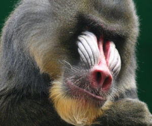 Tak wyglądają zwierzęta mieszkające w śląskim ZOO