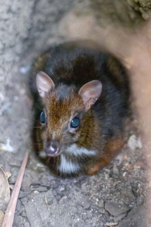 W Warszawskim ZOO urodził się myszojeleń