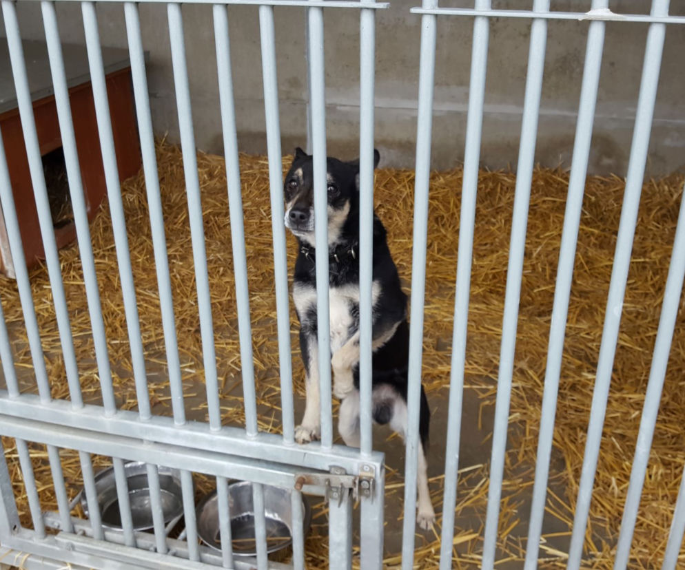 Ruszyły zapisy na Bieg + 4 łapy. Dołączycie? 
