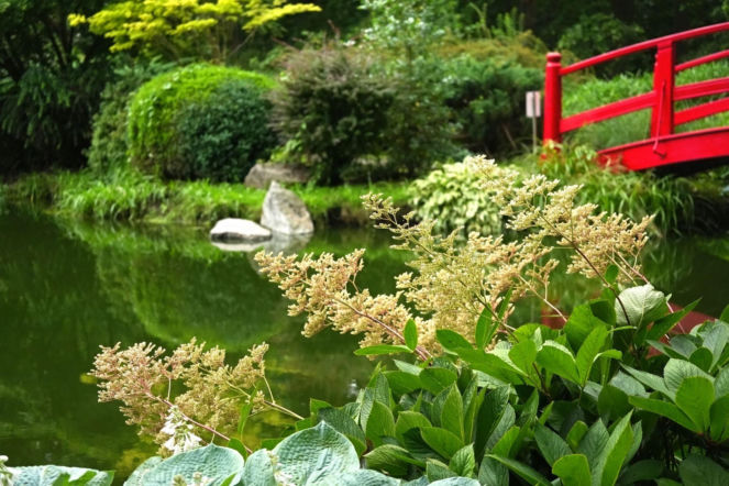 Ogród japoński