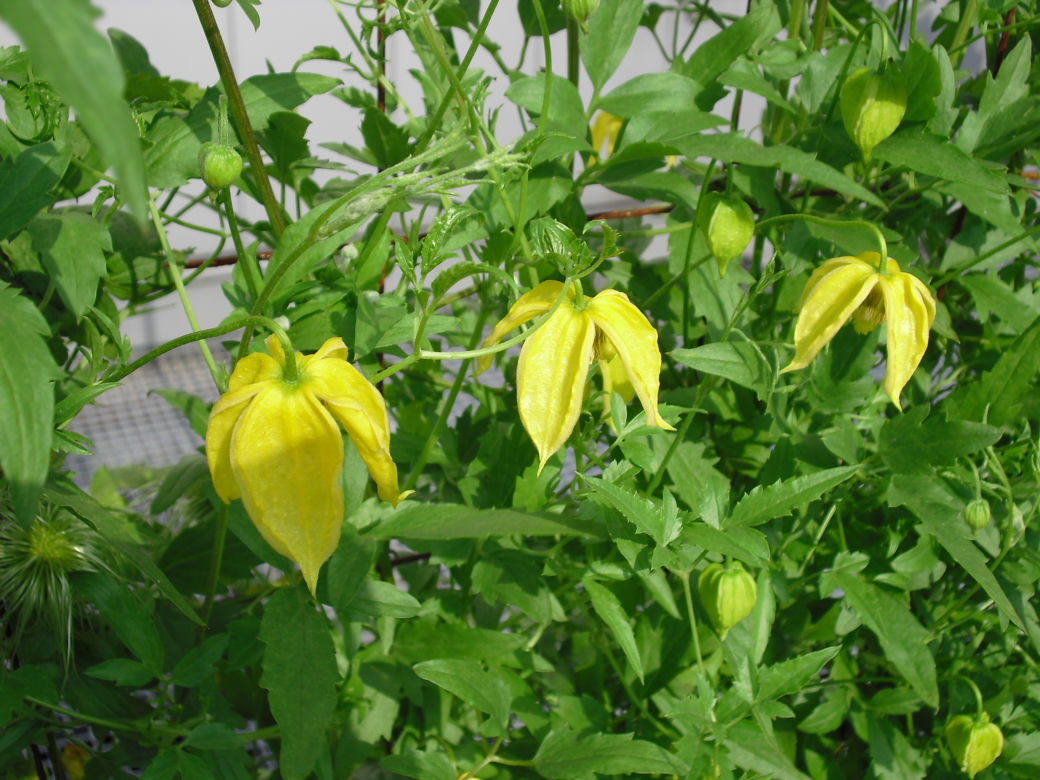Powojnik 'Lambdon Park'