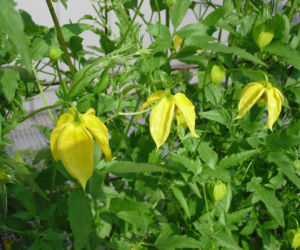 Powojnik 'Lambdon Park'