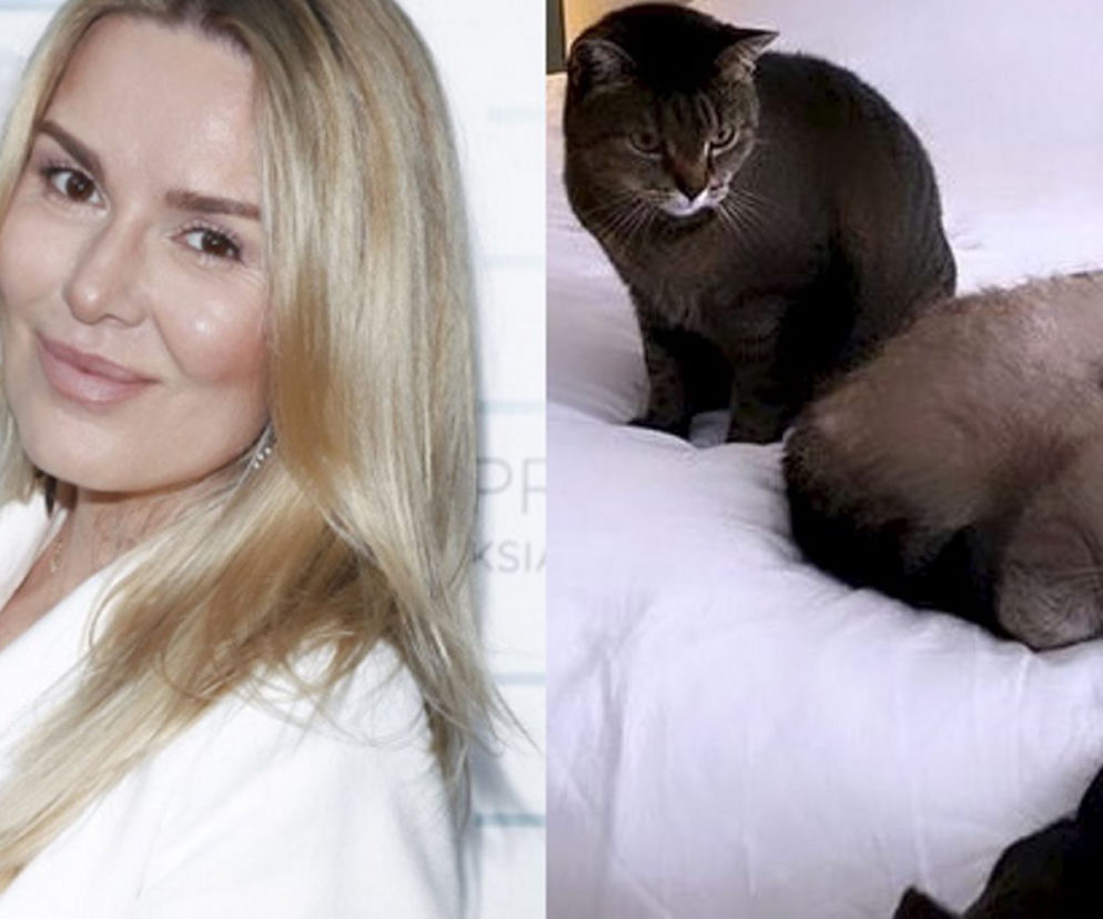 Hanna Lis odnalazła swoje koty
