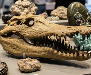 Krakowska Giełda Minerałów. Jaka bestia sprzed 50 milionów lat budzi grozę?