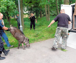 Dzik grasował przy szpitalu w Aninie