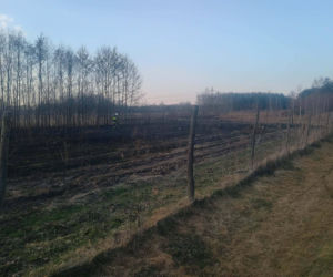 Wiosenna plaga: Pożary traw. Na zdjęciach akcja gaśnicza w Nowych Żukowicach