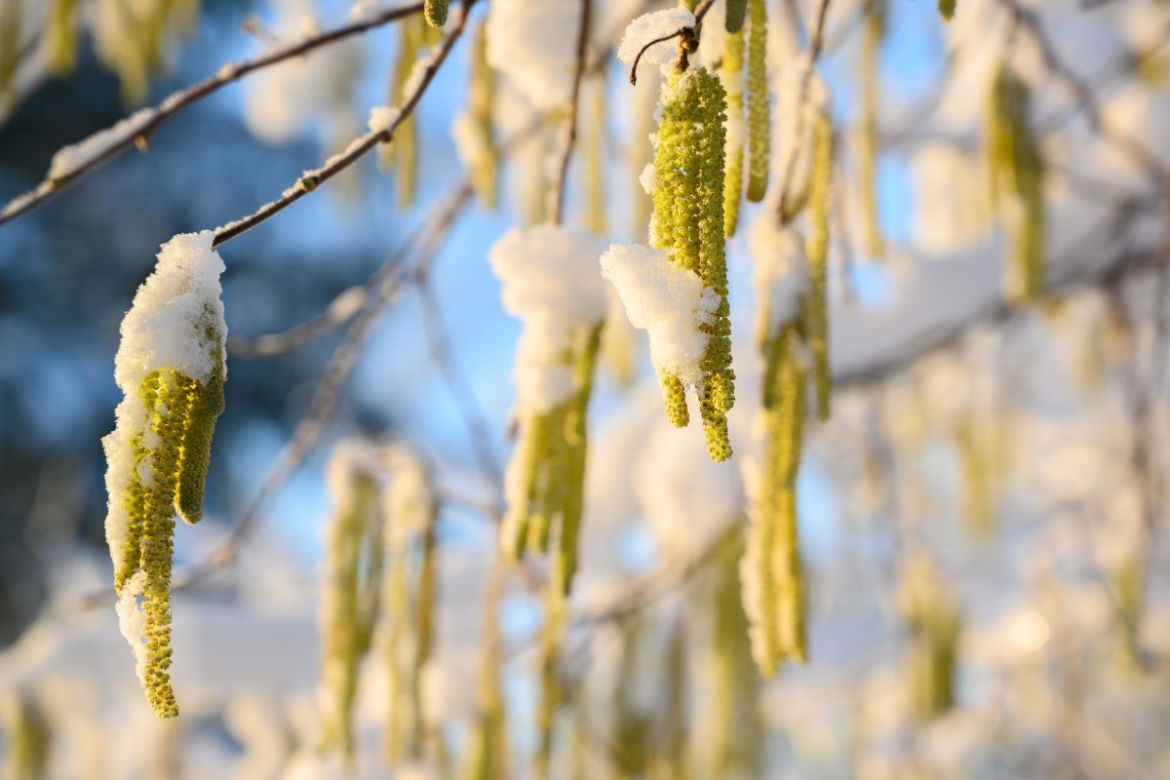 Rośliny kwitnące zimą