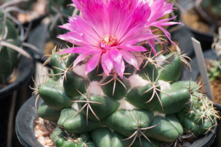 Koryfanta - Coryphantha elephantidens