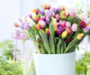 tulipany
