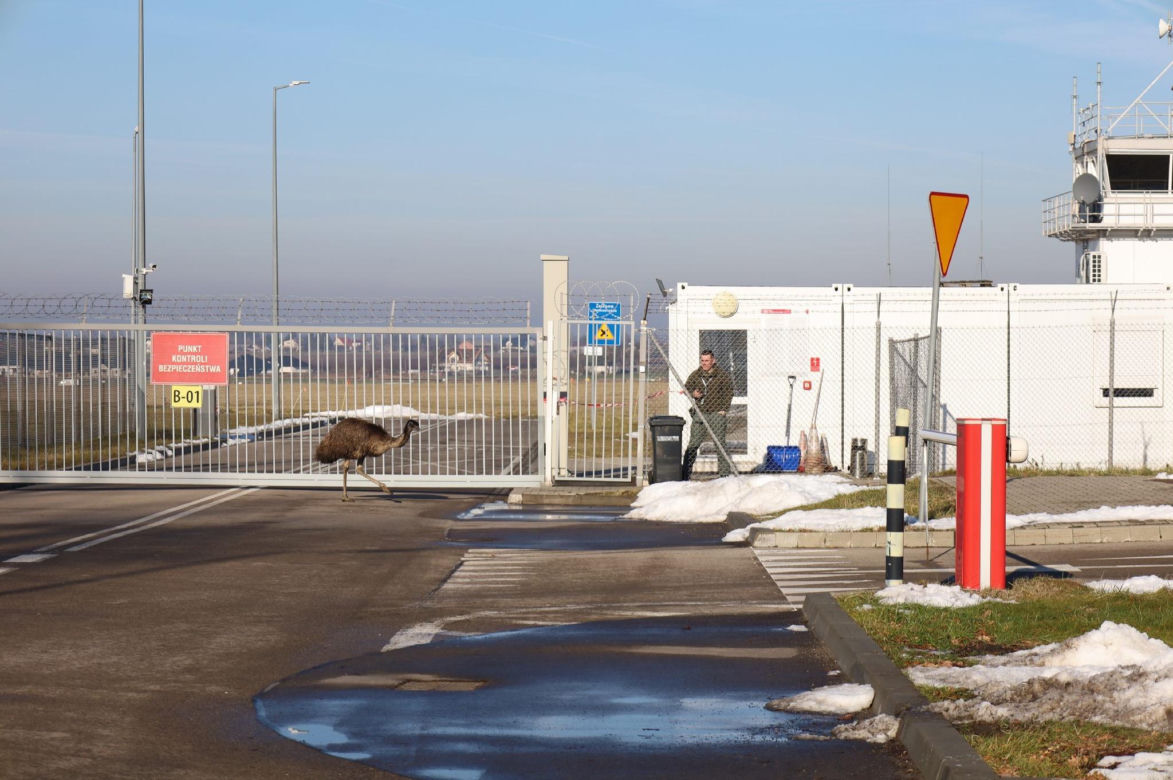 Na lubelskim lotnisku złapano nietypowego pasażera