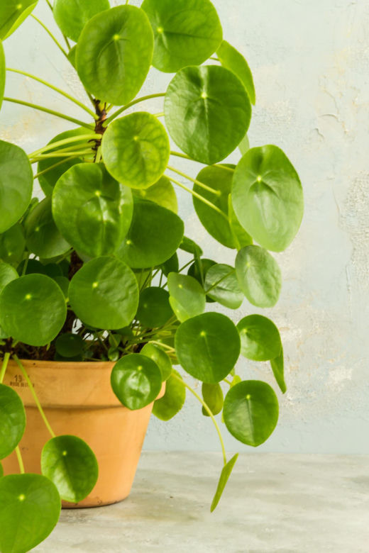 Pilea peperomioides, czyli kwiat pieniążek