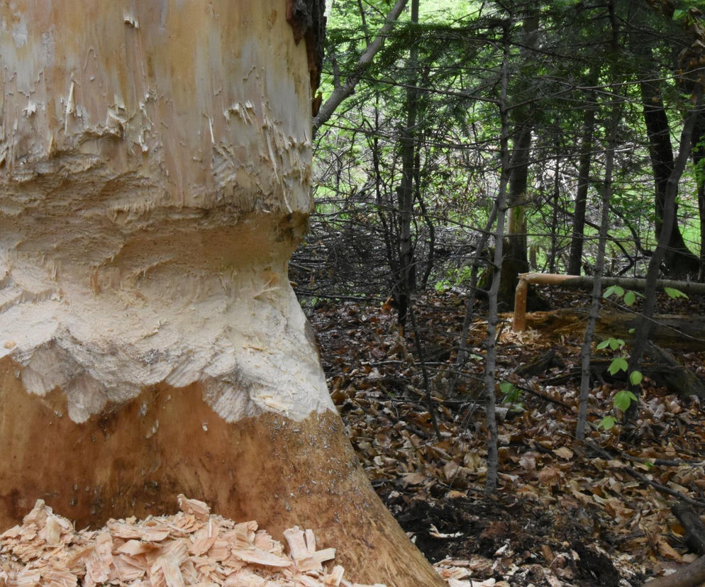 Powstały kolejne dwa z 7 nowych rezerwatów w świętokrzyskim 