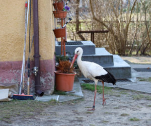 Bocian celebryta wraca do Polski. Krutek jest już w Europie!
