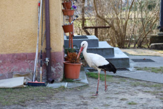 Kwarantanna zakończona. Krutek wprowadził się do swojego gniazda!