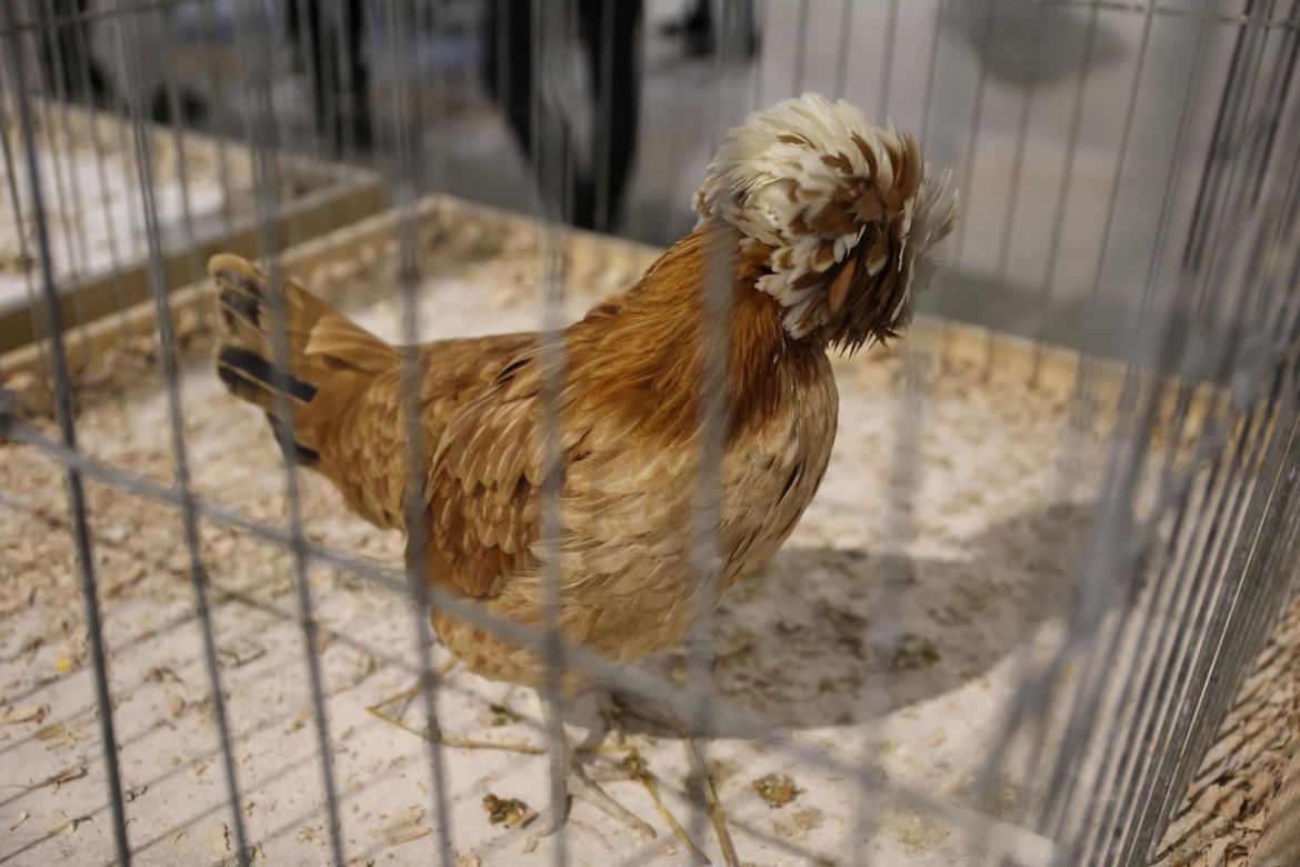 Zoopark 2024 w Lublinie. Można podziwiać wiele gatunków zwierząt