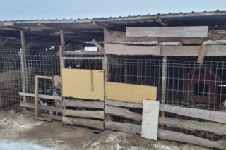 Gehenna zwierząt trwała latami! Prawie sto psów zostało wyrwanych z piekła