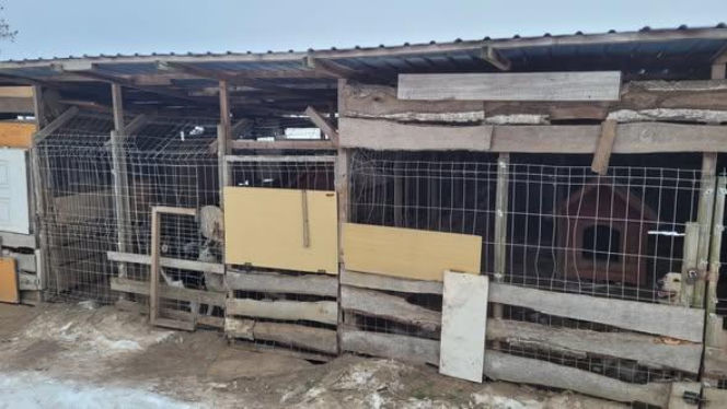 Gehenna zwierząt trwała latami! Prawie sto psów zostało wyrwanych z piekła