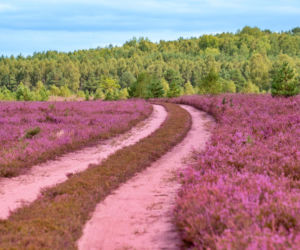 Kwitnące wrzosowiska pod Bornem Sulinowem