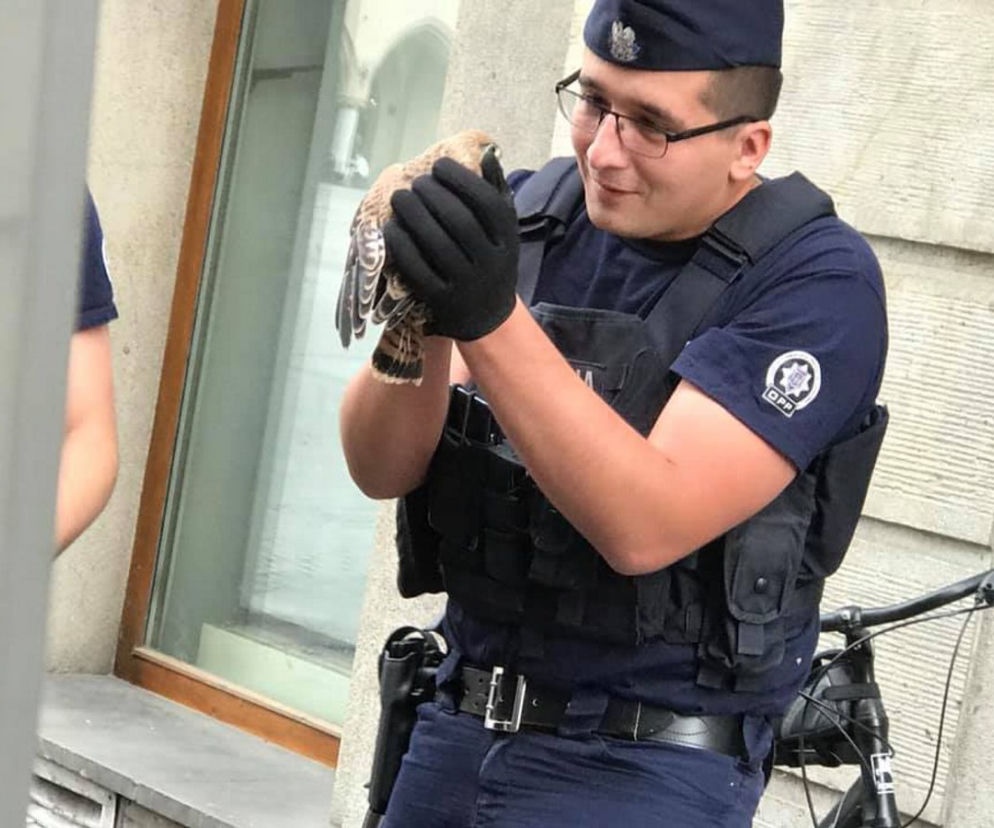 Policjanci z Małopolski uratowali pustułkę