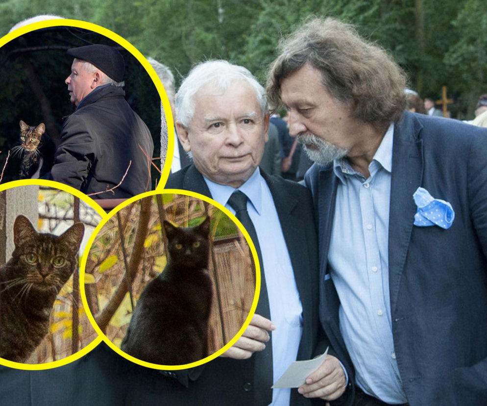 Koty Jarka nas terroryzują