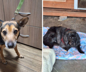 Przywiązali psy do płotu schroniska i odjechali. Poznajesz je?