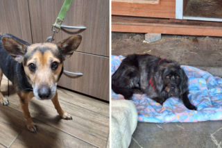 Przywiązali psy do płotu schroniska i odjechali. Poznajesz je?