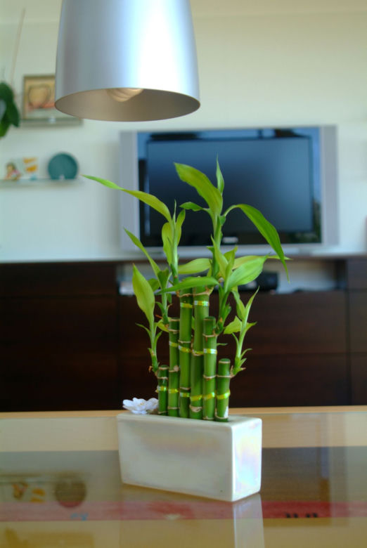 Dracena Lucky Bamboo