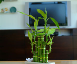 Dracena Lucky Bamboo