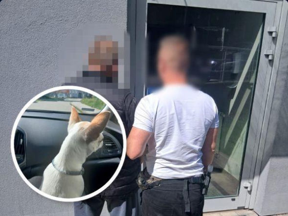 Przyszedł naprawić dach. Ukradł psa rasy chihuahua i oddał go znajomej