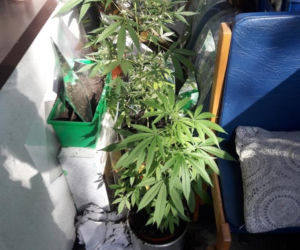 Tarnowskie Góry: Policjant znalazł w mieszkaniu 35-latka amunicję, narkotyki i plantację [ZDJĘCIA]