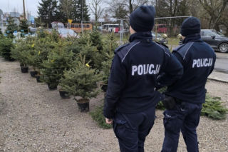 Nielegalna choinka? To może słono kosztować