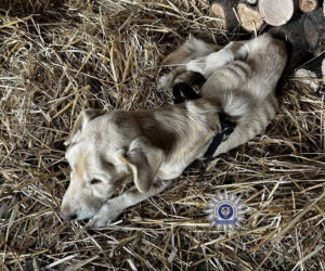 Szokująca interwencja w Chełmie