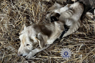 Szokująca interwencja w Chełmie