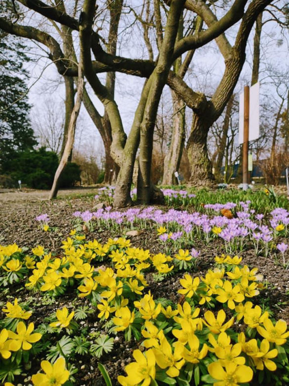 Miejski Ogród Botaniczny w Zabrzu