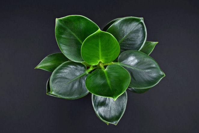 Filodendron 'Green Princess'