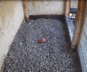 Sokoły wędrowne z komina PGE Toruń - Katarzyna i Piernik doczekały się jajek! 
