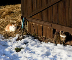 Marta Krupa z pomocą dla zwierząt. Nakarmiła psy i koty w potrzebie