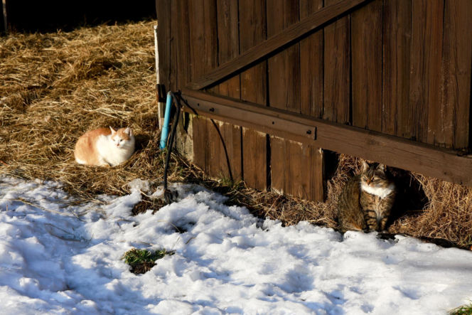 Marta Krupa z pomocą dla zwierząt. Nakarmiła psy i koty w potrzebie