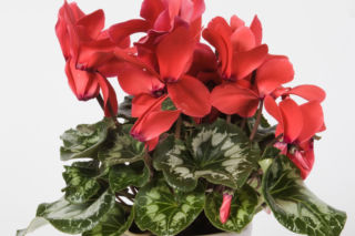 Jak dbać o cyklamen,  by ponownie zakwitł? Radzi ekspert