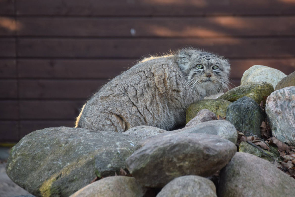 Manul uciekł z zoo