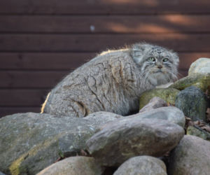 Manul uciekł z zoo