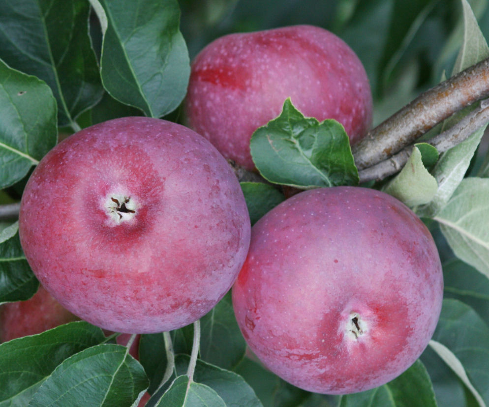 Jabłoń domowa ‘Paulared’