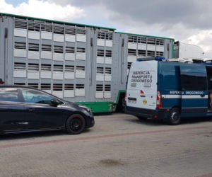Przerażające warunki transportu zwierząt w Polsce 