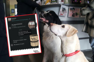 Afera z karmą dla schronisk! Nie miała prawa trafić do sprzedaży. Producent reaguje