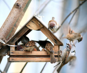 Ptaki w ogrodzie. Ceny karmników i budek lęgowych styczeń 2026