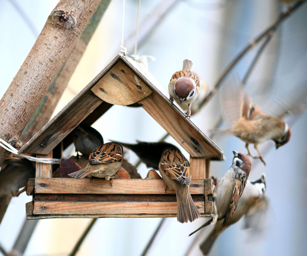 Ptaki w ogrodzie. Ceny karmników i budek lęgowych styczeń 2026