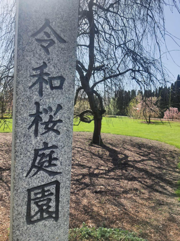 Kwitnące wiśnie i magnolie w Ogrodzie Botanicznym w Powsinie